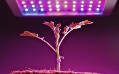 Best LED Grow Lights for Indoor Plants