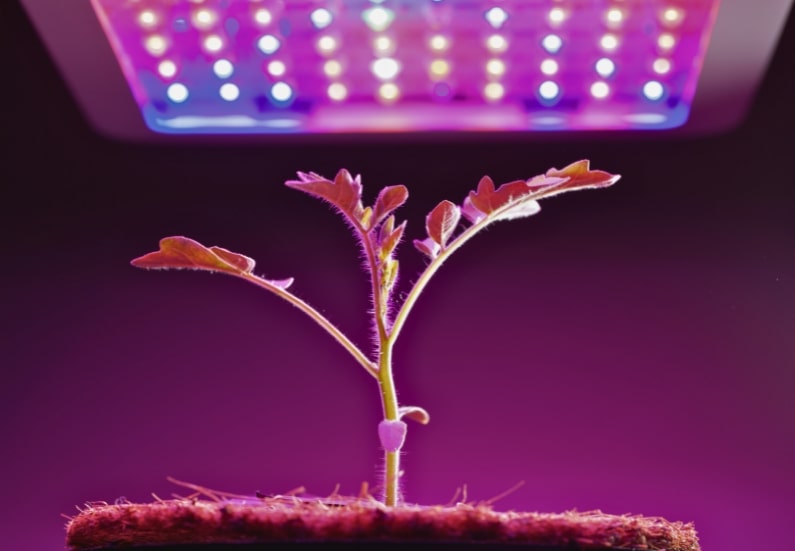 Best LED Grow Lights for Indoor Plants