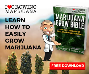 Learn how to grow cannabis with the ILGM's grow bible.