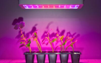 Ultimate Guide to LED Grow Lights