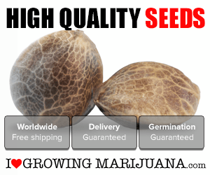 Buy high quality cannabis seeds from I Love Growing Marijuana Online.