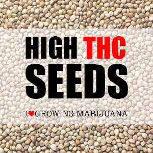 Purchase high THC cannabis seeds online legally from ILGM.