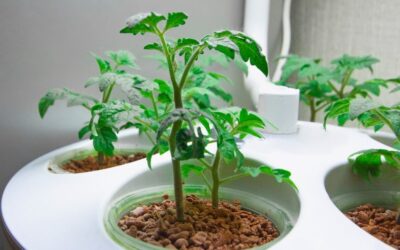 How Does An Indoor Grow Box Work?