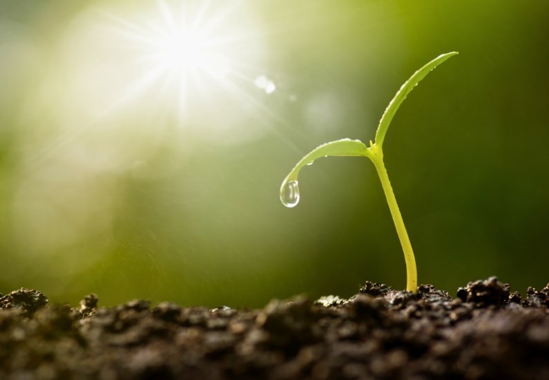 How many hours of light do my plants need in an indoor grow box?