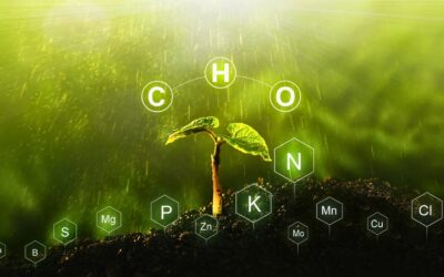 How Do I Manage Nutrient Buildup In My Grow Box?