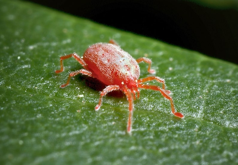 Signs of Pests in Your Indoor Grow Box & How to Eliminate Them.