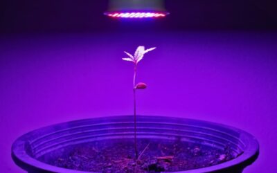 How Do I Troubleshoot Common Issues With Grow Lights In A Grow Box?