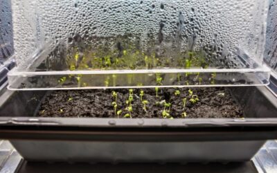 What Is The Best Humidity Level For My Plants?