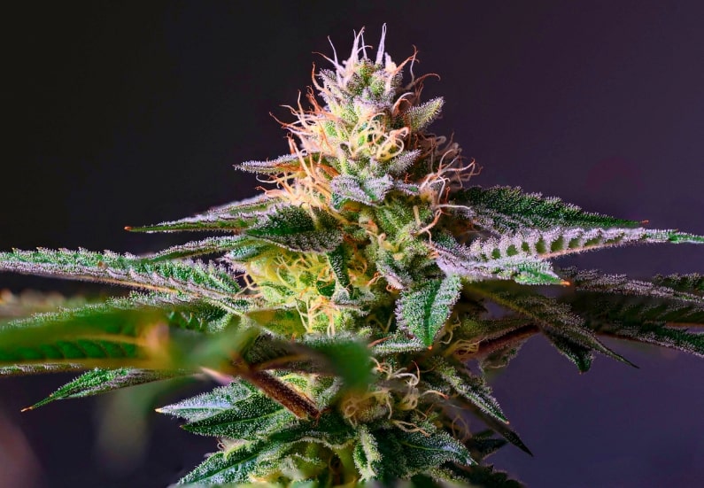 Learn about the anatomy of a cannabis plant.