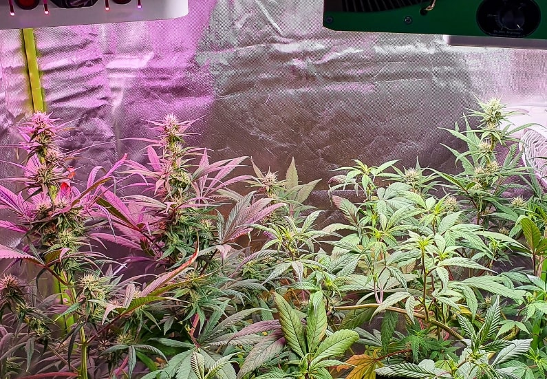 The best indoor grow boxes for beginners.