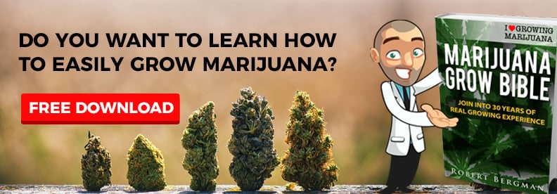 Learn step-by-step how to grow cannabis.