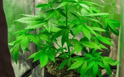 How to Grow Cannabis Indoors