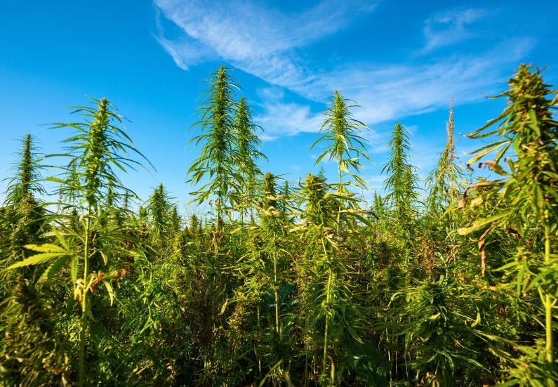 Outdoor marijuana plants thriving under the sun in a garden setting.