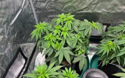 How to Maximize Space in Small Indoor Grow Tents