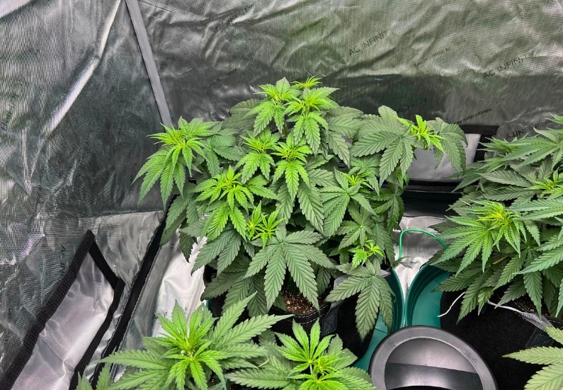 How to Maximize Space in Small Indoor Grow Tents