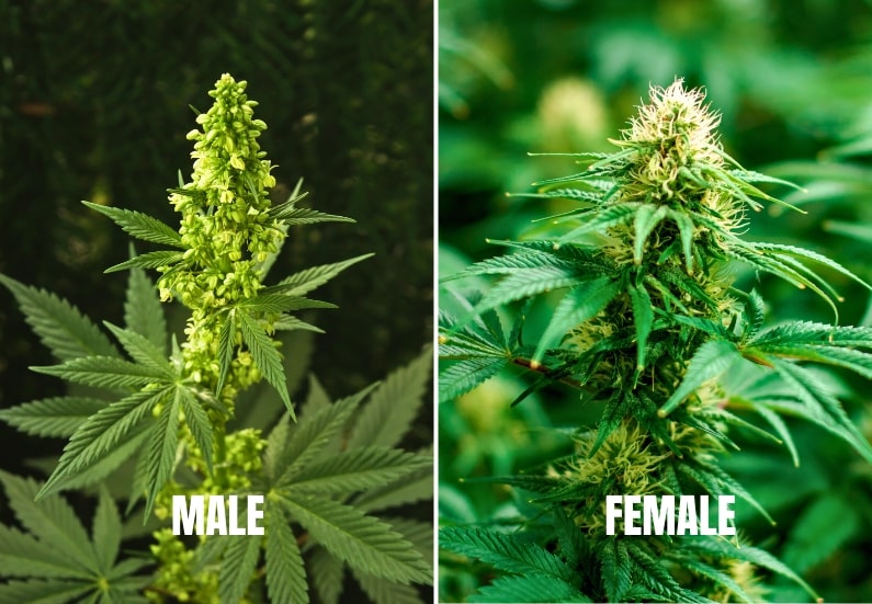 A side-by-side comparison of a male and female cannabis plant.