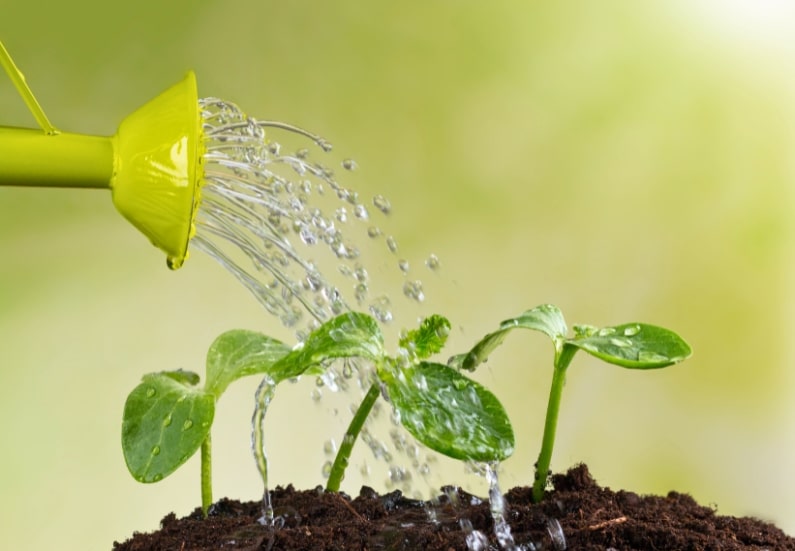 Proper watering of plants in indoor grow boxes to ensure healthy growth.