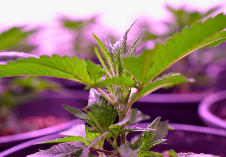 What Does an Indoor Cannabis Plant Need to Survive?