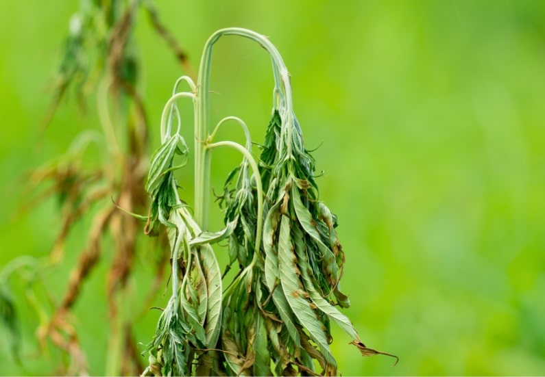 How to avoid heat stress in a grow box to protect cannabis plants.